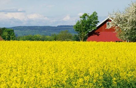 El från biokraft fortsätter öka
