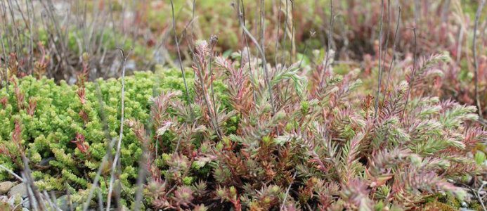 NCC bygger tak för biologisk mångfald