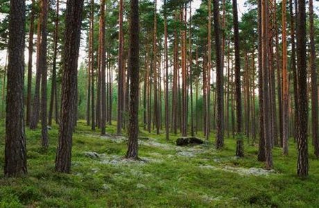Stora Enso mål för minskade utsläpp av växthusgaser