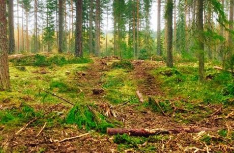 Miljötillståndsansökan för nytt bioraffinaderi
