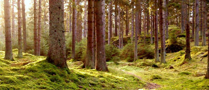 Skog