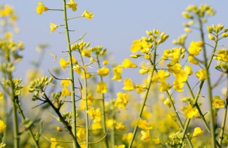 Analys: läget för biodrivmedel