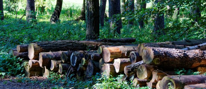 Det stormfällda virket måste ut ur skogen senast den 1 juli. Bild: Pixabay/cc