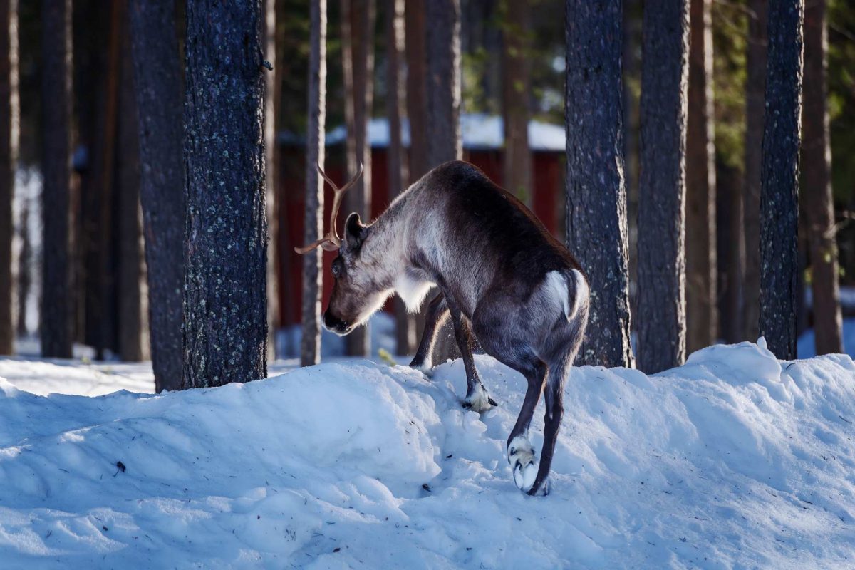 Sametinget släpper inte frågan om Kallakgruvan