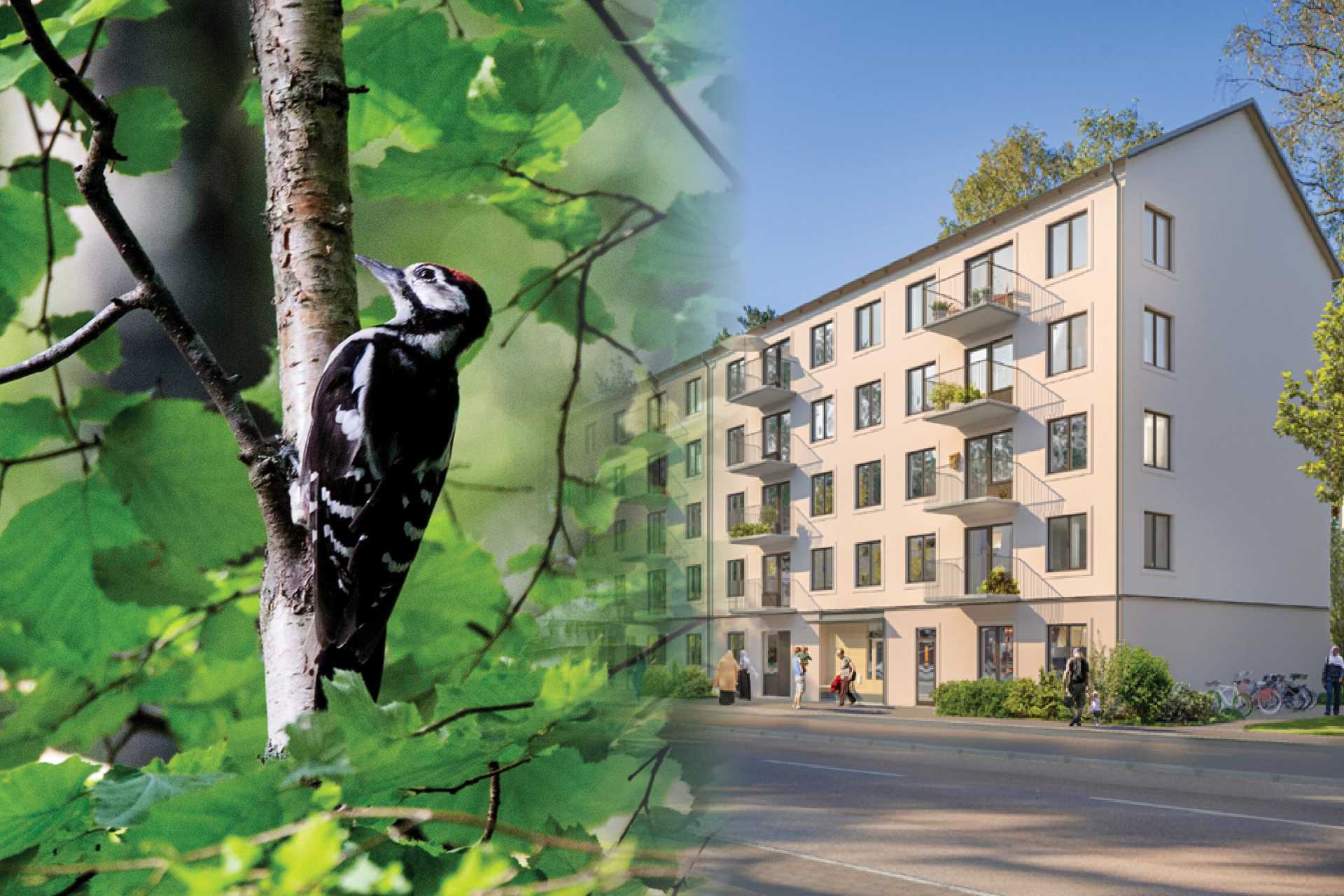 Hackspett (!) stoppar 130 bostäder