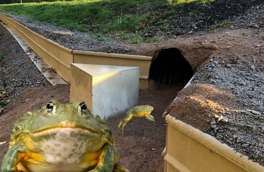Trafikverket ger grodorna hopp - med nytt bygge
