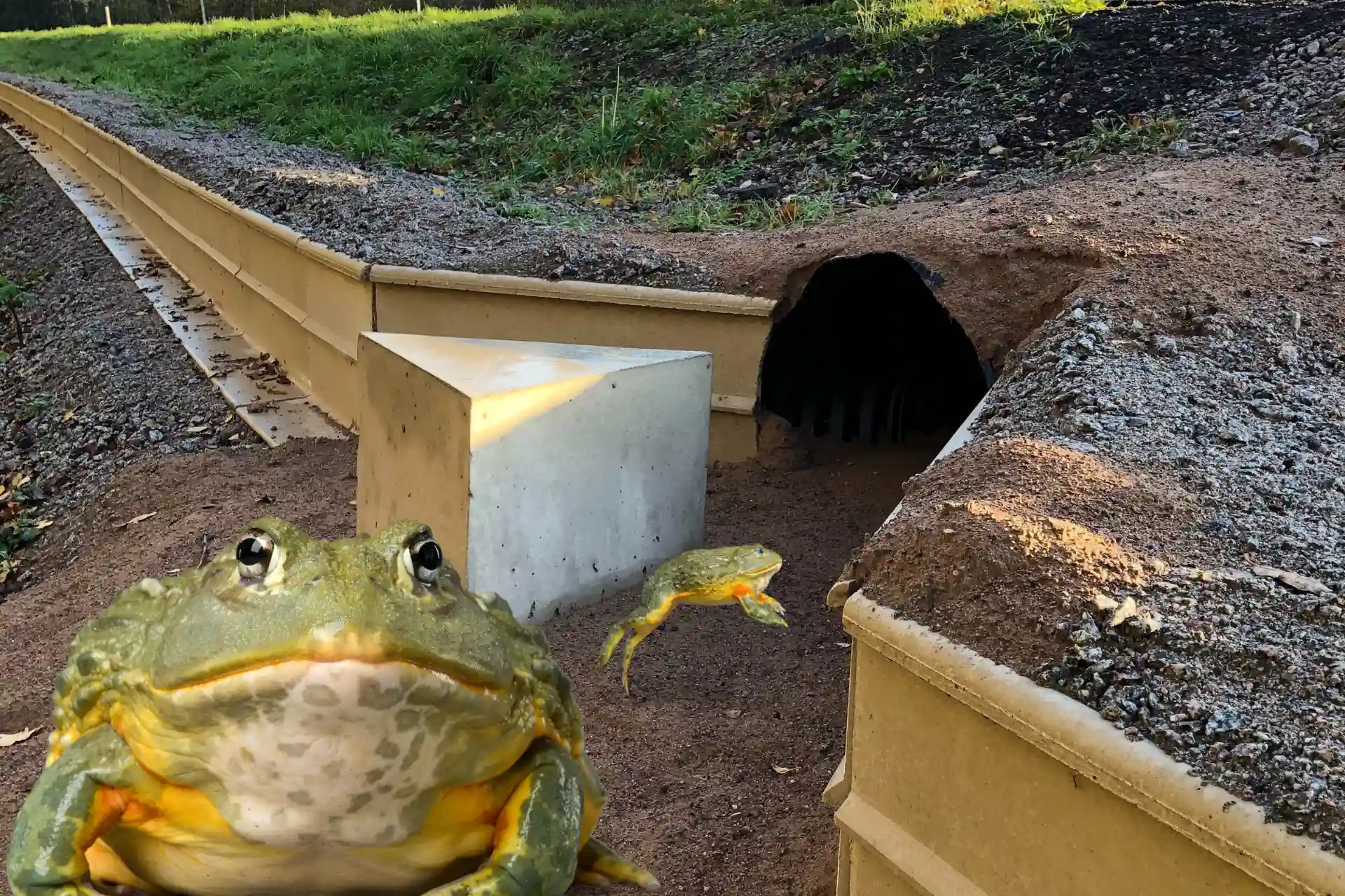 Trafikverket ger grodorna hopp - med nytt bygge